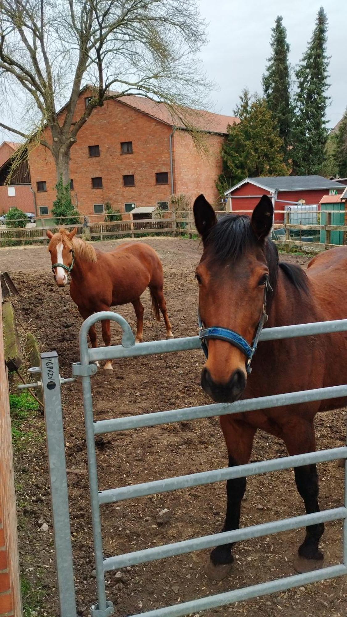 Wohnen Auf Dem Bauernhof Apartment Laatzen Екстериор снимка